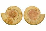 Cut & Polished Jurassic Ammonite (Perisphinctes) Fossil #364174-1